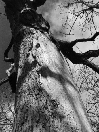 Click To View Larger Image