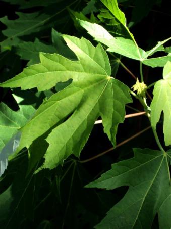 Click To View Larger Image