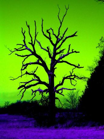 Click To View Larger Image