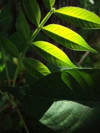 Click To View Larger Image