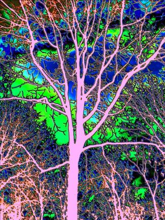 Click To View Larger Image