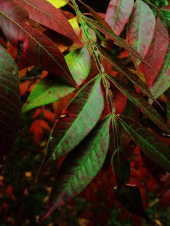 Click To View Larger Image