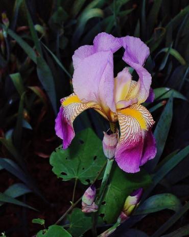 Click To View Larger Image